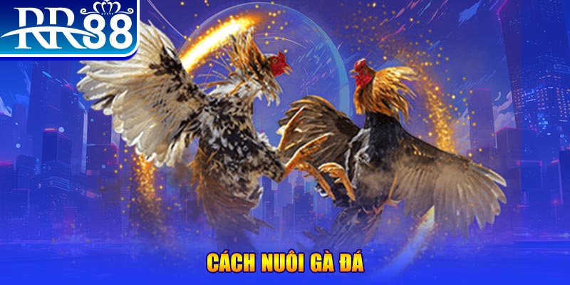 i8 game Ws168 Đá Gà